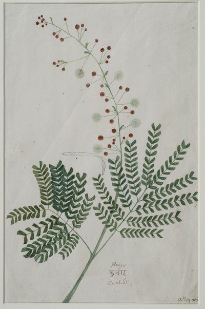 Acacia leucophloea door Anna Maria Jones